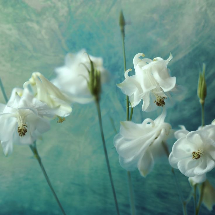 Mittatilaustapetti Rebel Walls Aquilegia Flower (R19155)