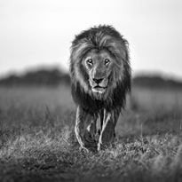 Mittatilaustapetti Rebel Walls Lion King (R19160)