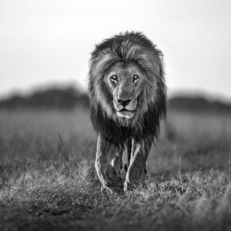 Mittatilaustapetti Rebel Walls Lion King (R19160)