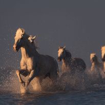 Mittatilaustapetti Rebel Walls Wild Horses (R19168)