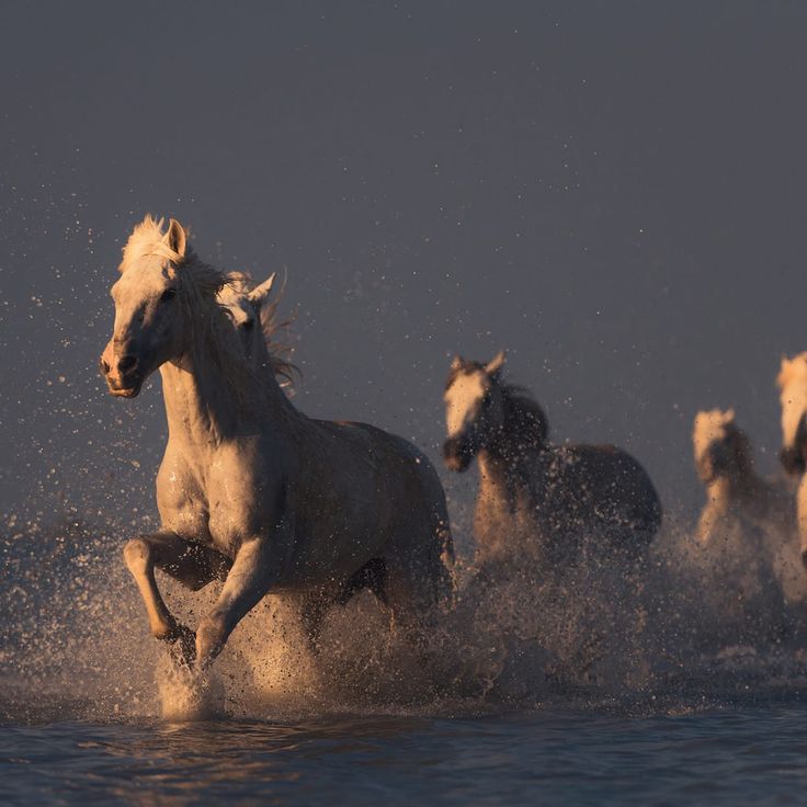 Mittatilaustapetti Rebel Walls Wild Horses (R19168)