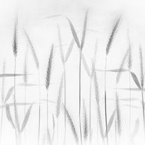 Mittatilaustapetti Rebel Walls Grain (R19170)