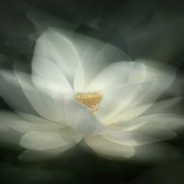Mittatilaustapetti Rebel Walls White Waterlily (R19175)