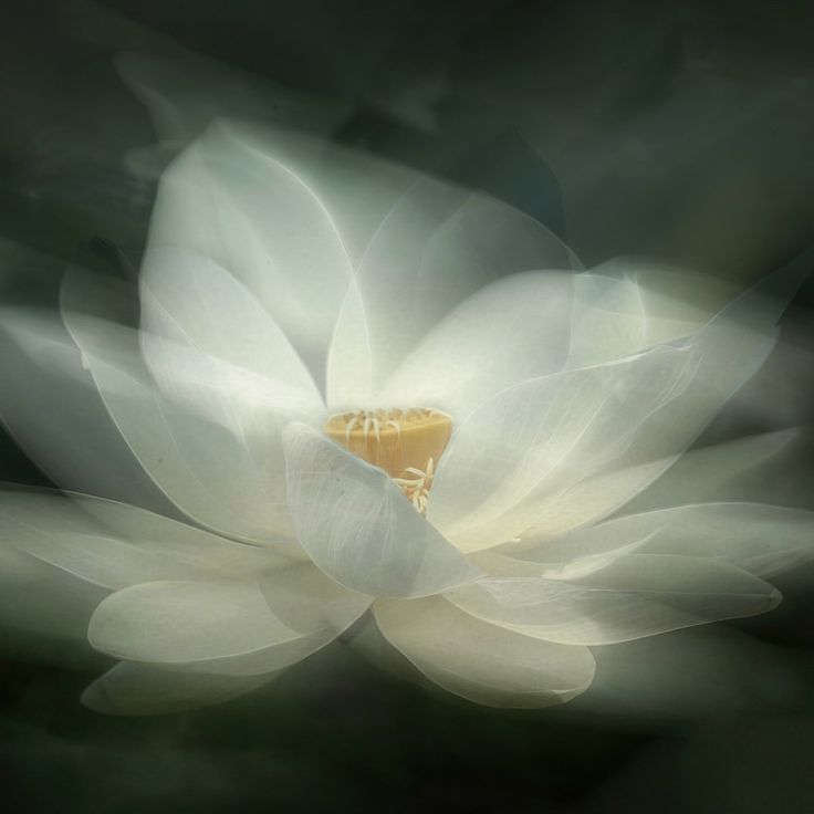 Mittatilaustapetti Rebel Walls White Waterlily (R19175)