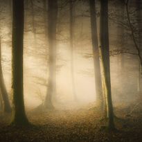 Mittatilaustapetti Rebel Walls Secret Forest (R19179)