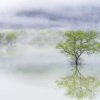 Mittatilaustapetti Rebel Walls Misty Tree (R19183)