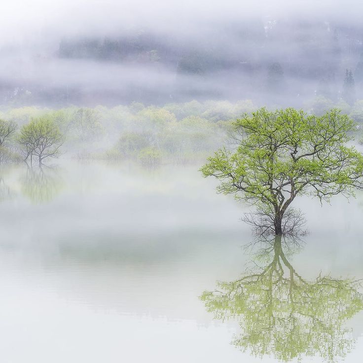 Mittatilaustapetti Rebel Walls Misty Tree (R19183)