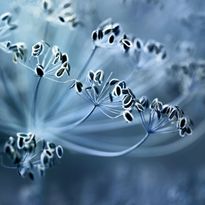 Mittatilaustapetti Rebel Walls Blue Crown Dill (R19185)