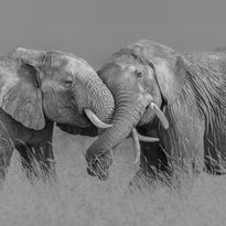 Mittatilaustapetti Rebel Walls Elephant Hug (R19197)