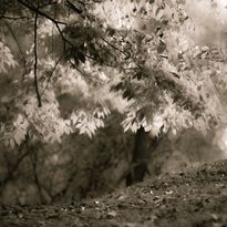 Mittatilaustapetti Rebel Walls Sepia Leafs (R19204)