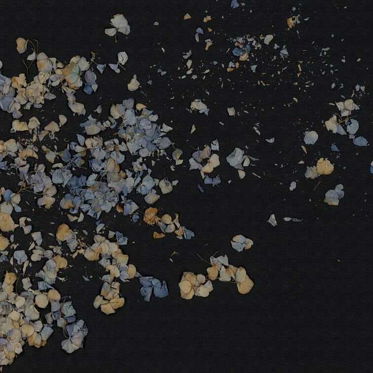 Mittatilaustapetti Rebel Walls Fragile Beauty, Dark Blue (R19297)