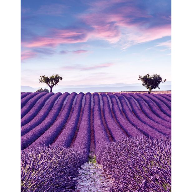 Kuvatapetti Marburg Glööckler Pompöös Provence 35643, 270x212cm, maisema, violetti