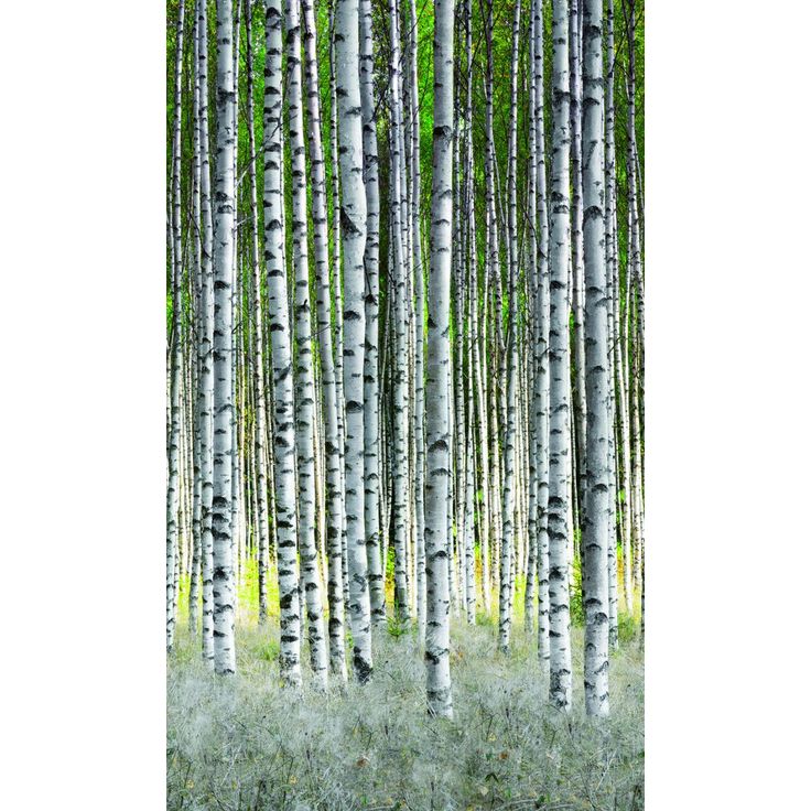 Kuvatapetti Smart Art Easy 47220, 1.59x2.70m, metsä, non-woven