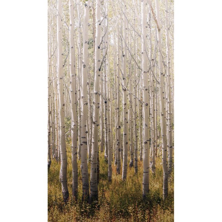 Kuvatapetti One Roll One Motif Birch Tree, 1.59x2.80m, metsä, non-woven