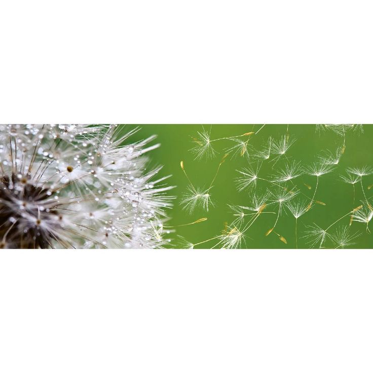 Välitilatarra Dimex Dandelion, 180-350x60cm