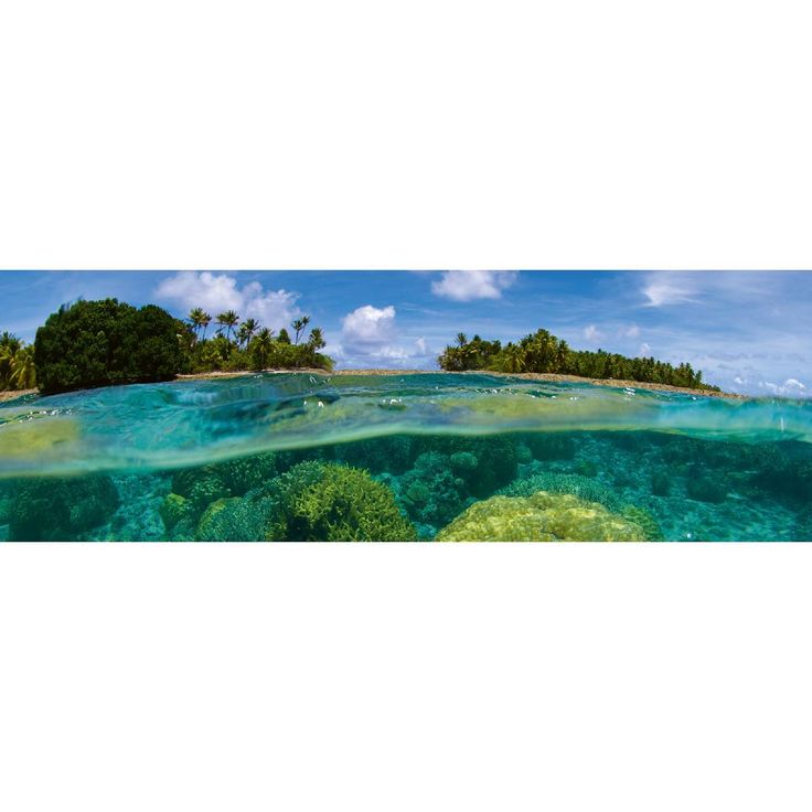 Välitilatarra Dimex Coral Reef, 180-350x60cm