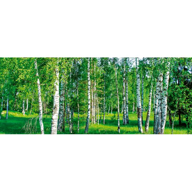 Maisematapetti Dimex Birch Grow, 375x150cm