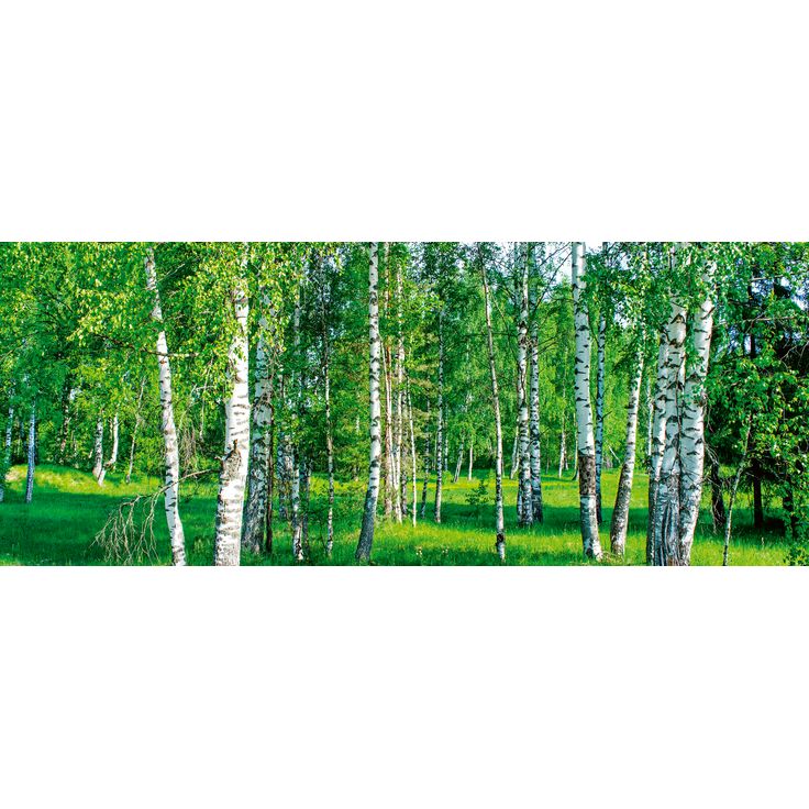 Maisematapetti Dimex Birch Grow, 375x150cm