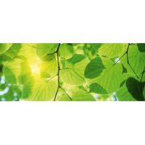 Kuvatapetti Dimex Green Leaves, 375x150cm, vihreä, kasvikuosi