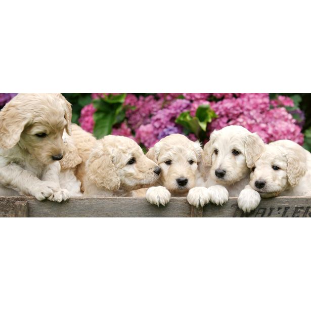 Kuvatapetti Dimex Labradour Puppies, 375x150cm