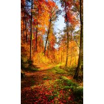 Maisematapetti Dimex Forest Walk, 150x250cm