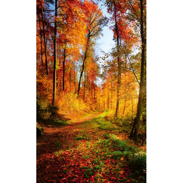 Maisematapetti Dimex Forest Walk, 150x250cm