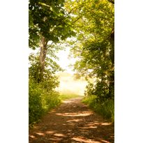 Maisematapetti Dimex Forest Path, 150x250cm