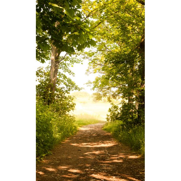 Maisematapetti Dimex Forest Path, 150x250cm