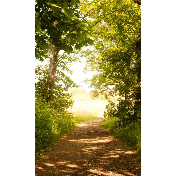 Maisematapetti Dimex Forest Path, 150x250cm
