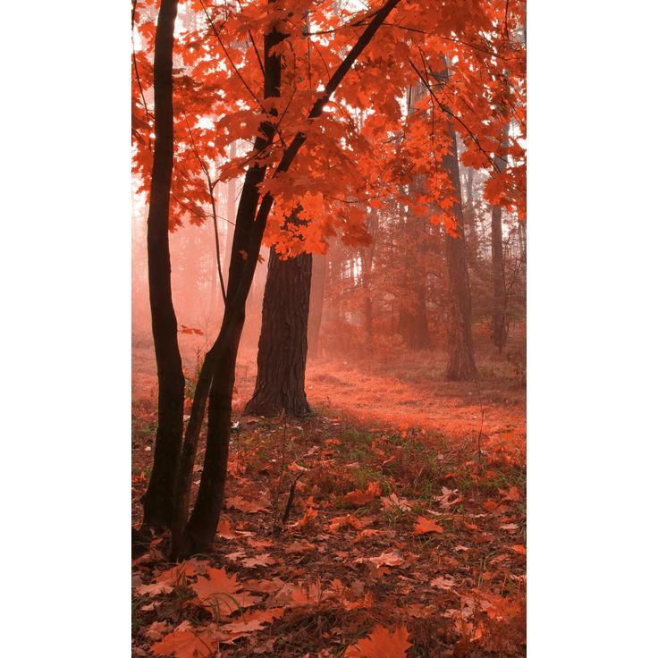 Maisematapetti Dimex Misty Forest, 150x250cm
