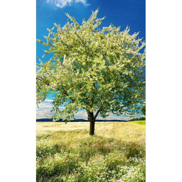 Maisematapetti Dimex Blossom Tree, 150x250cm