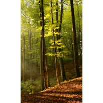Maisematapetti Dimex Forest, 150x250cm