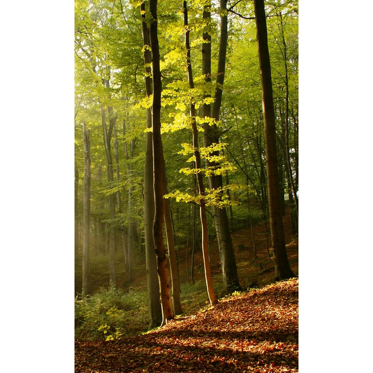 Maisematapetti Dimex Forest, metsä, 150x250cm