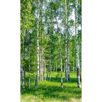 Maisematapetti Dimex Birch Grow, 150x250cm