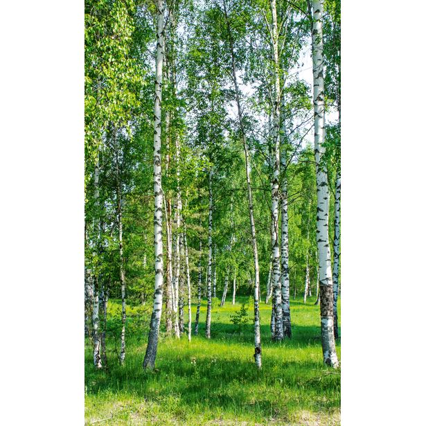 Maisematapetti Dimex Birch Grow, 150x250cm