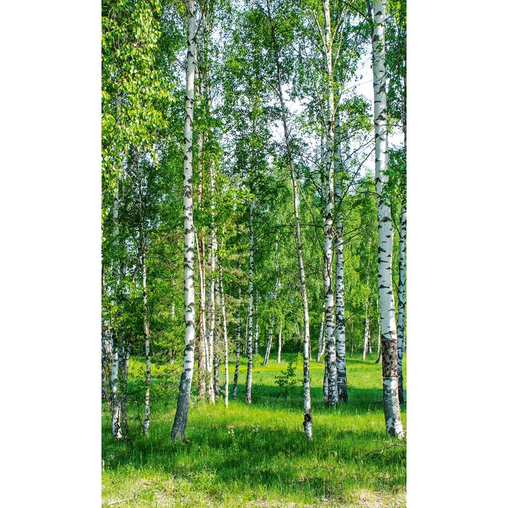 Maisematapetti Dimex Birch Grow, 150x250cm