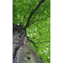 Kuvatapetti Dimex Treetop, 150x250cm, vihreä, kasvikuosi