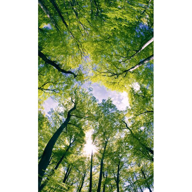 Kuvatapetti Dimex Trees, 150x250cm