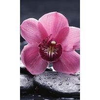Kuvatapetti Dimex Orchid, 150x250cm, pinkki, kukkakuosi