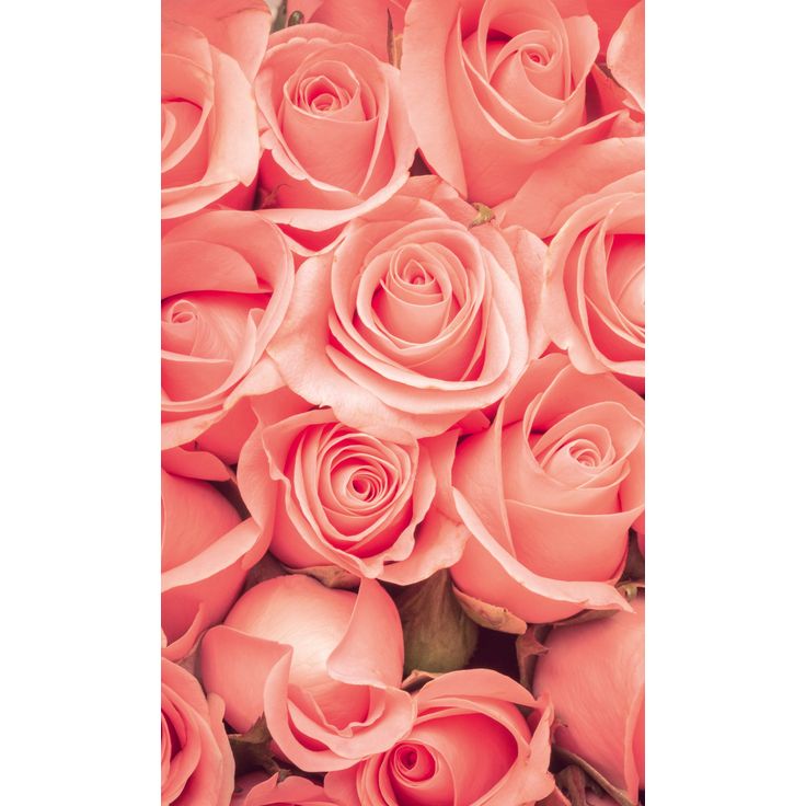 Kuvatapetti Dimex Roses, 150x250cm