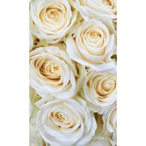 Kuvatapetti Dimex White Roses, 150x250cm, valkoinen