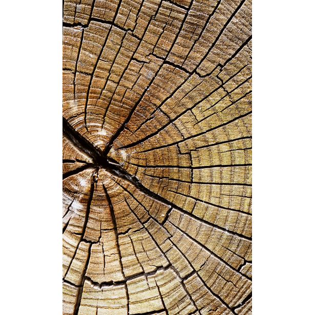 Kuvatapetti Dimex Wood, 150x250cm