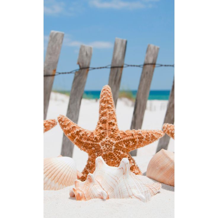 Kuvatapetti Dimex Starfish, 150x250cm