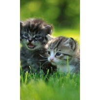 Kuvatapetti Dimex Kittens, 150x250cm, vihreä, eläinkuosi