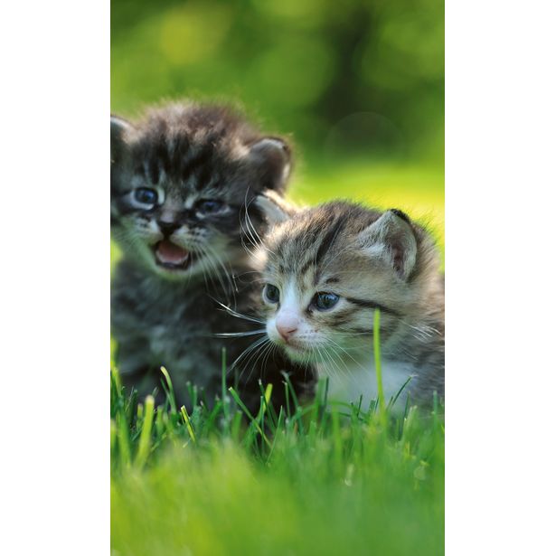Kuvatapetti Dimex Kittens, 150x250cm