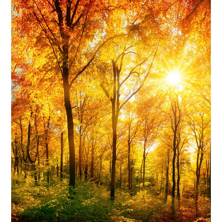 Maisematapetti Dimex Sunny Forest, 225x250cm
