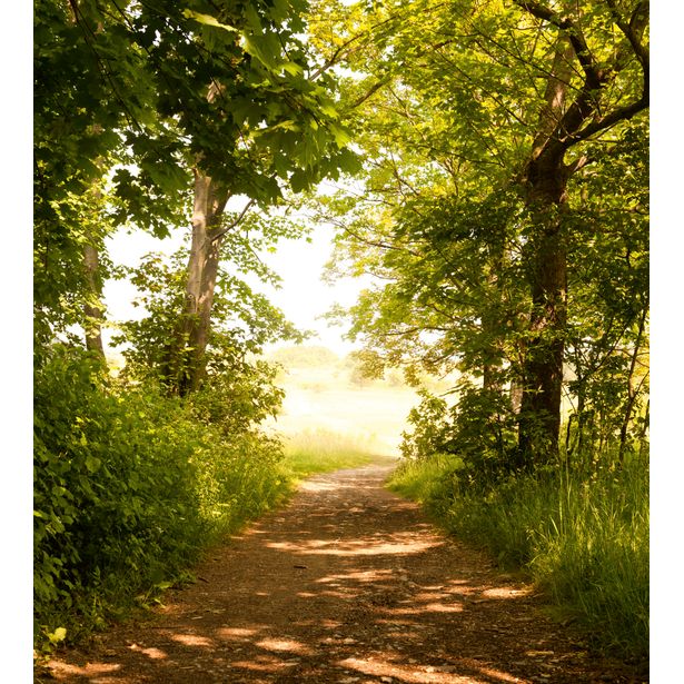 Maisematapetti Dimex Forest Path, 225x250cm