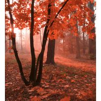 Maisematapetti Dimex Misty Forest, 225x250cm