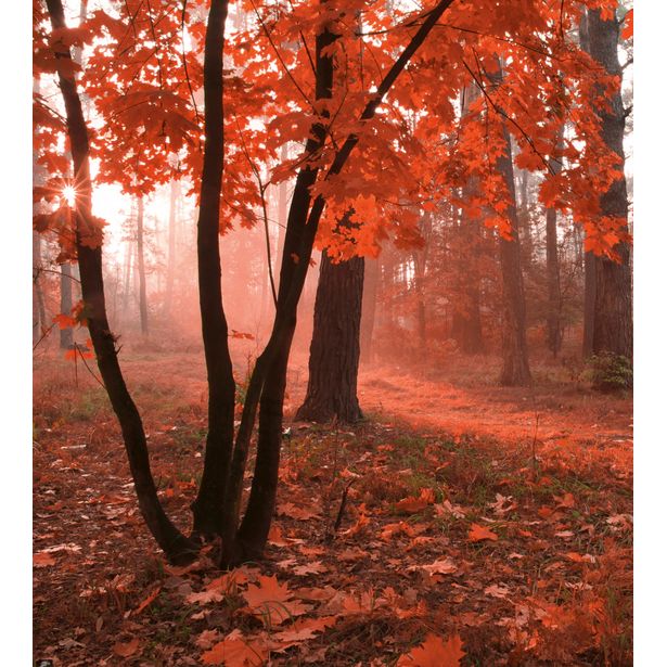 Maisematapetti Dimex Misty Forest, 225x250cm
