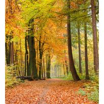 Maisematapetti Dimex Autumn Forest, 225x250cm
